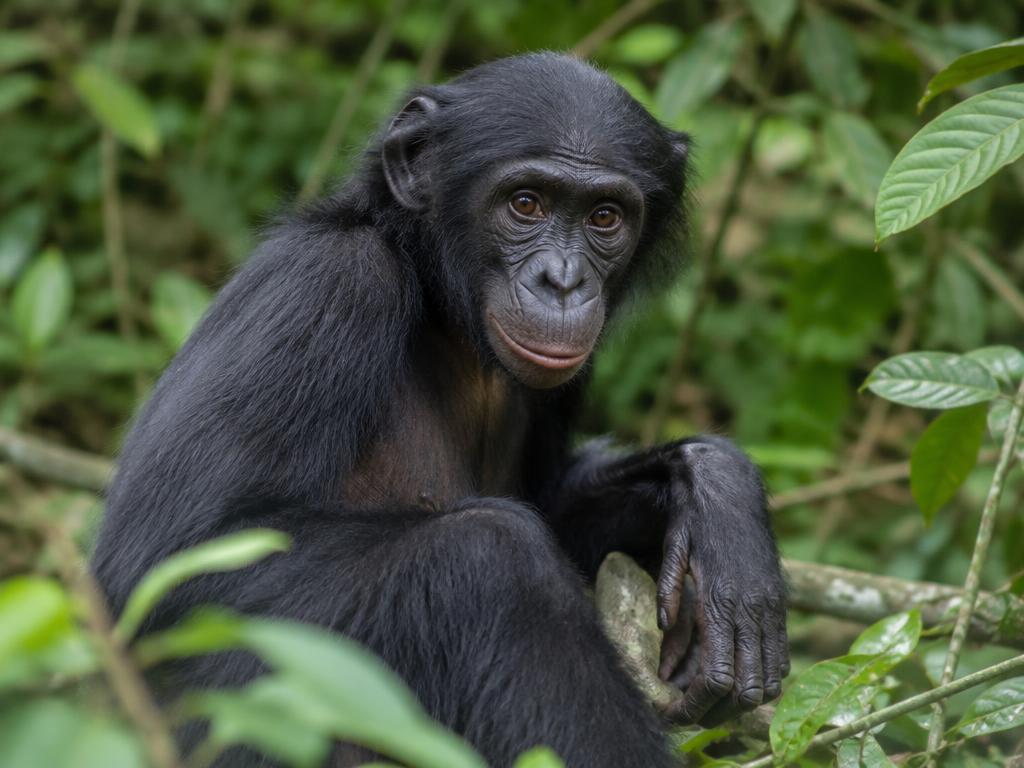 Bonobo