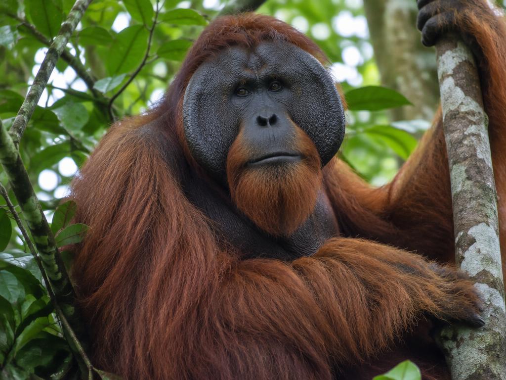 Borneo-Orang-Utan