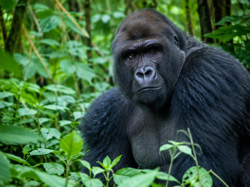 Gorilla