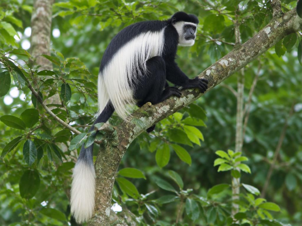 Guereza