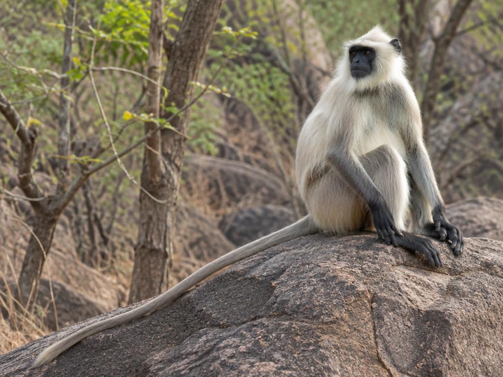 Hanuman-Langur