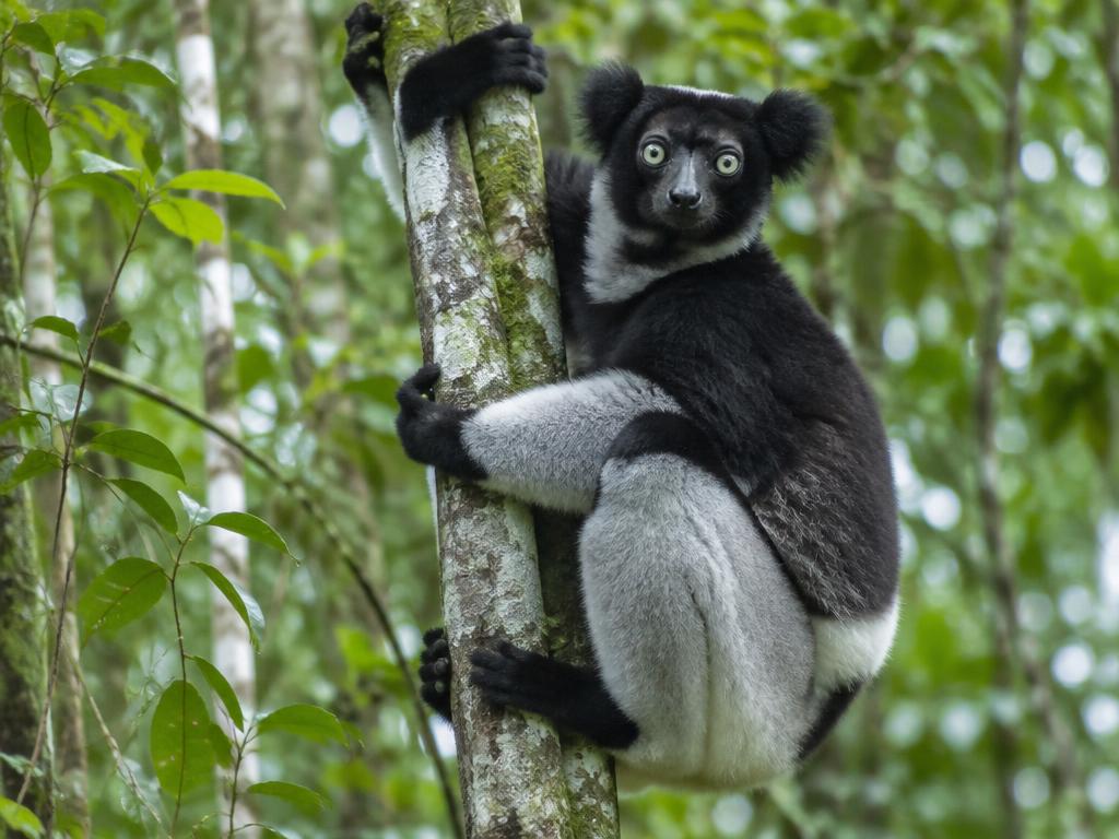 Indri