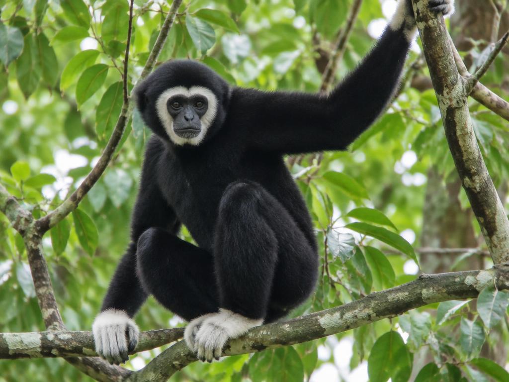 Kappengibbon