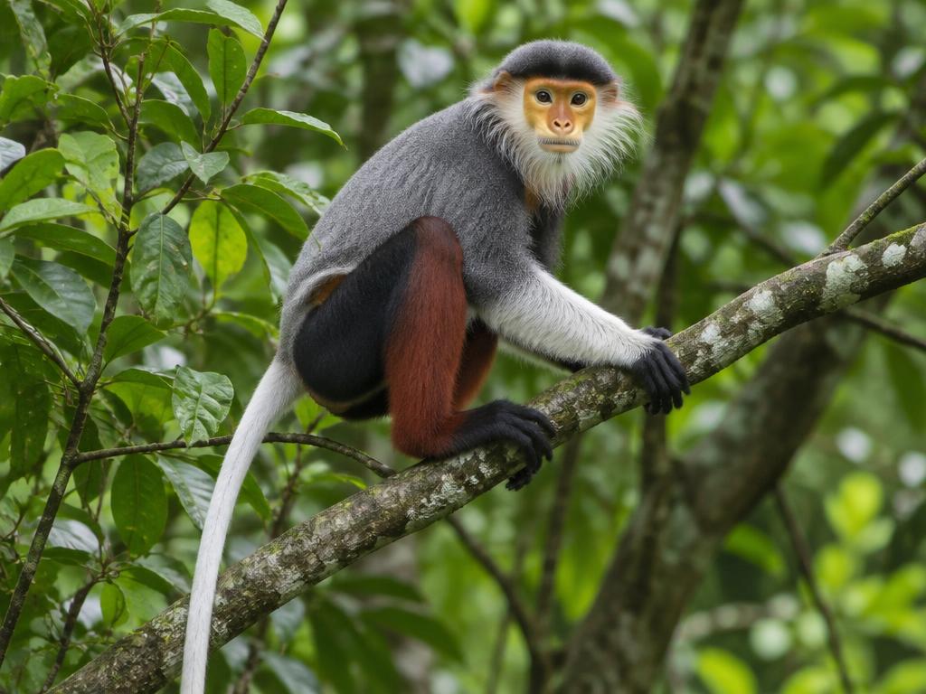 Rotschenkliger Kleideraffe