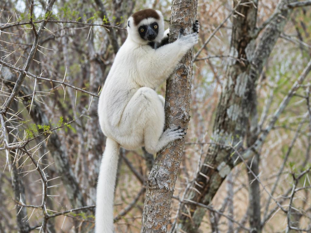 Larvensifaka
