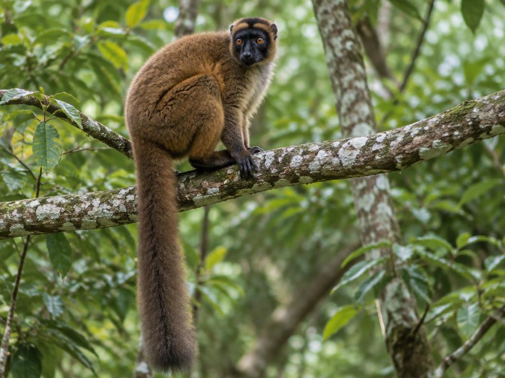 Lemur
