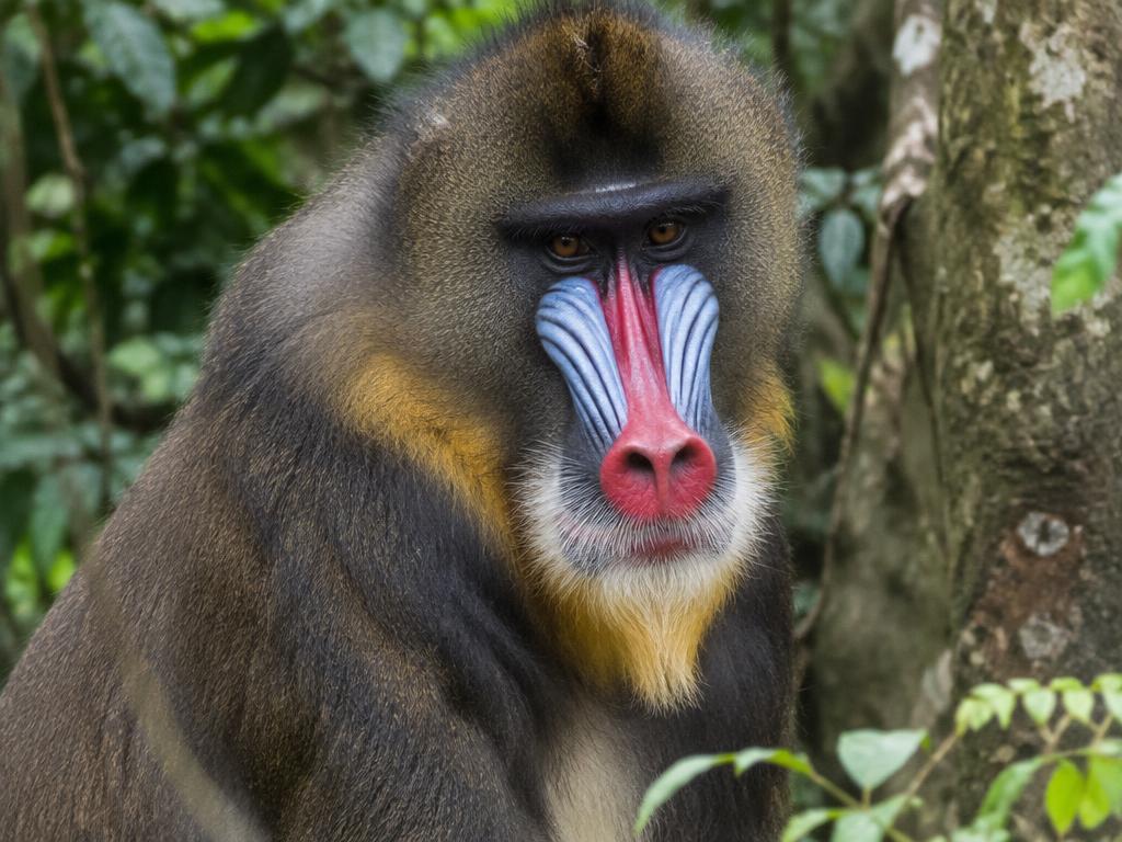 Mandrill