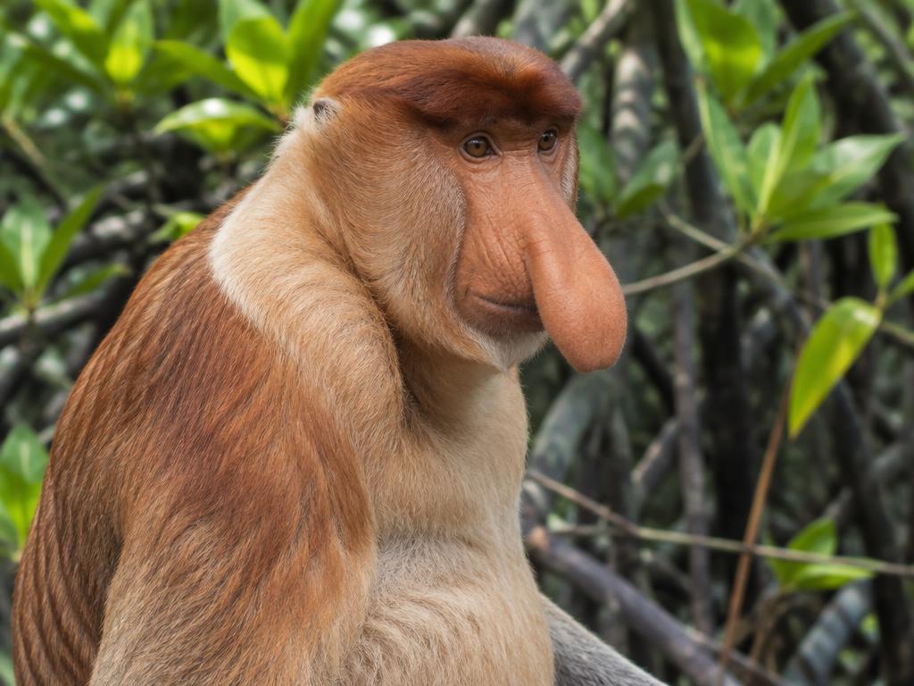 Nasenaffe