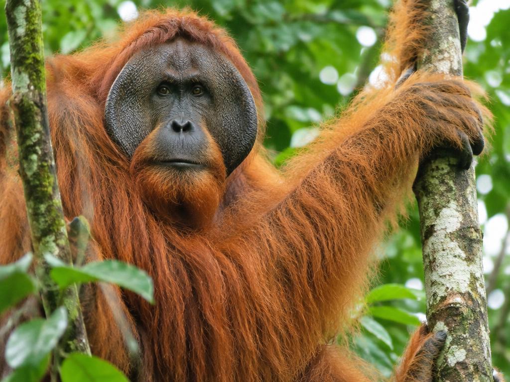 Orang-Utan