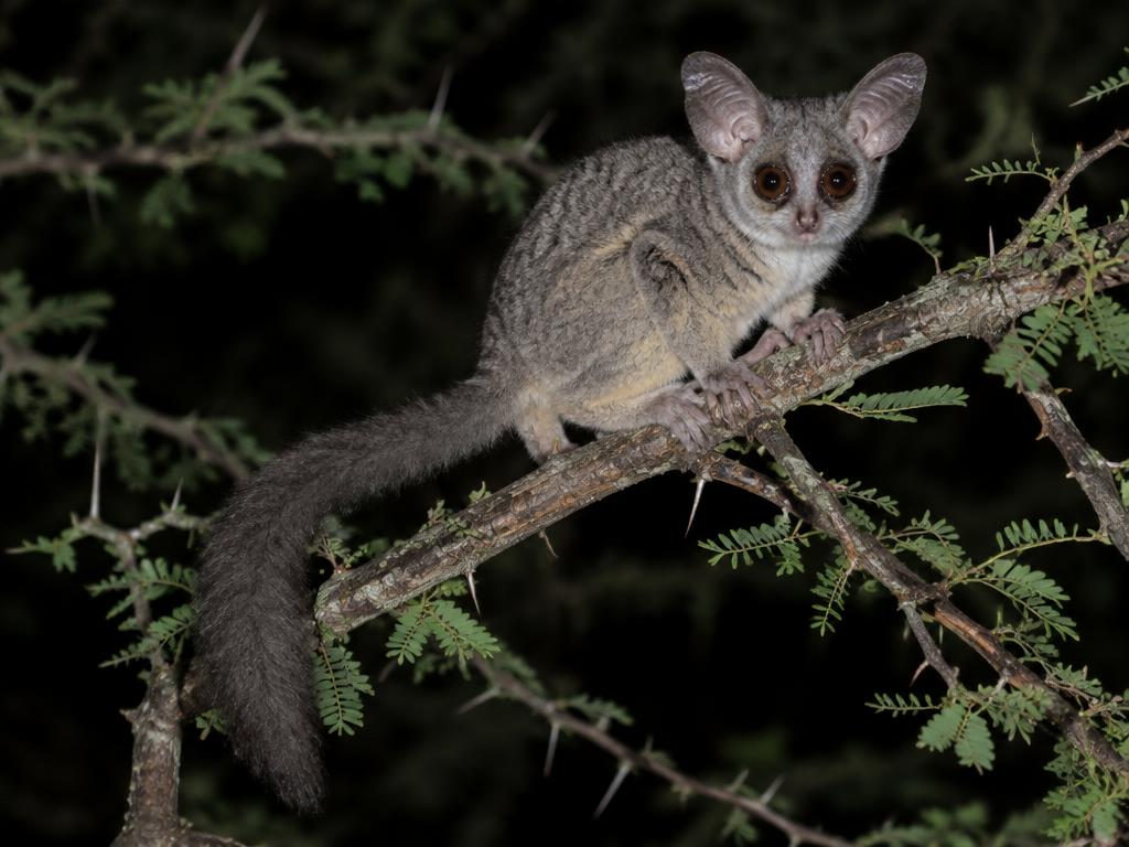 Senegal-Galago