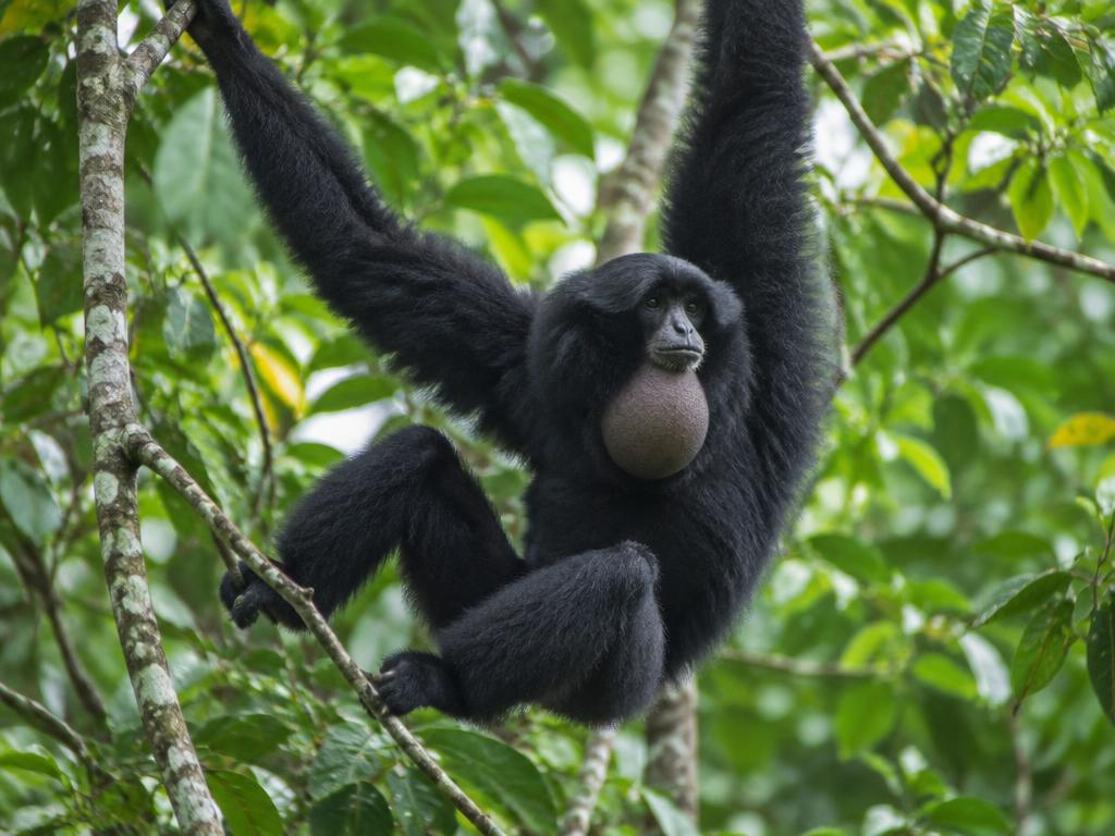 Siamang