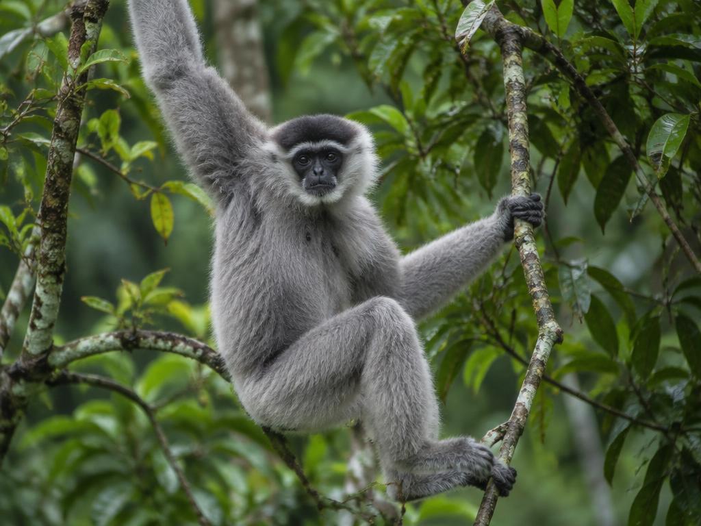 Silbergibbon