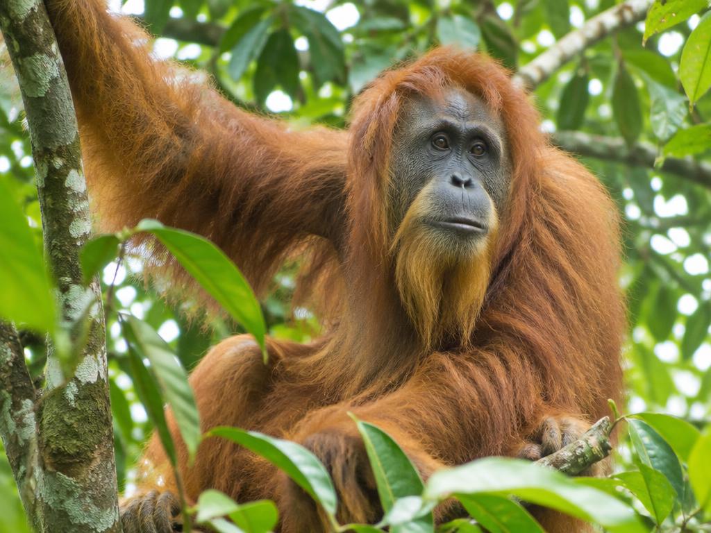 Sumatra-Orang-Utan