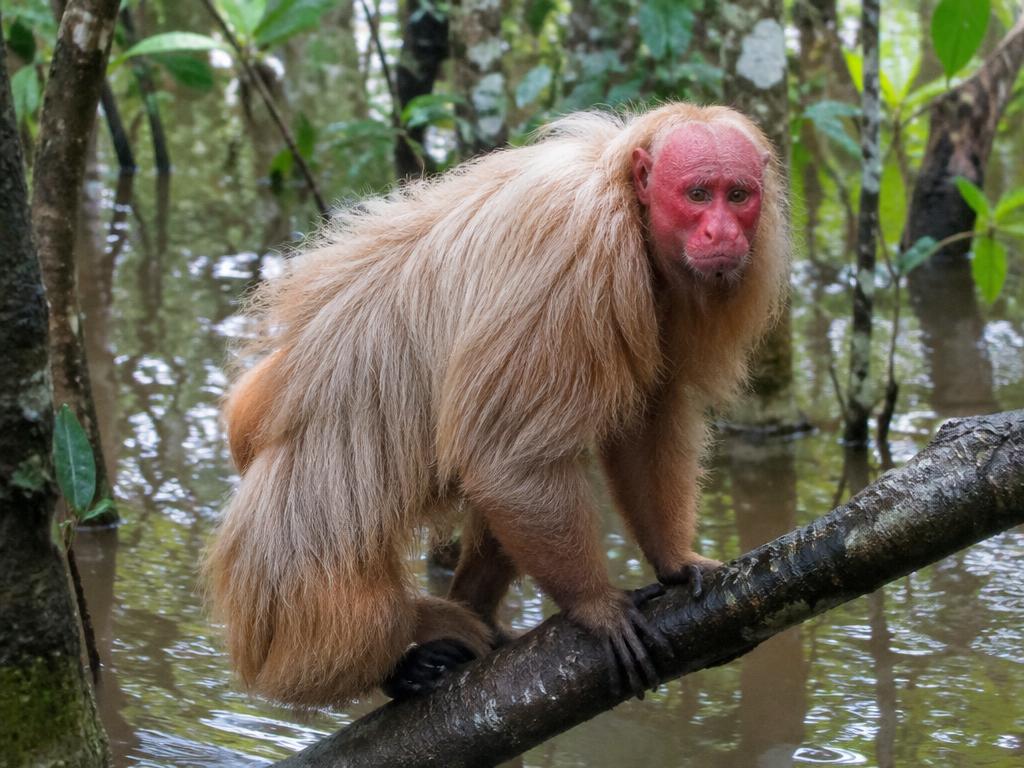 Roter Uakari