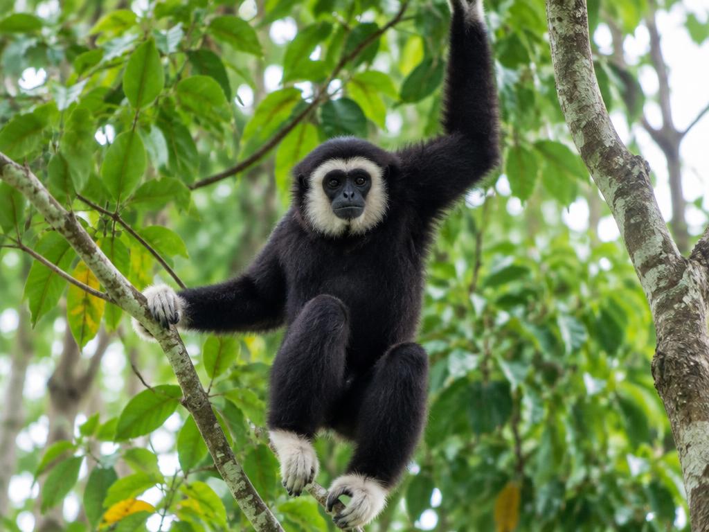 Weißhandgibbon