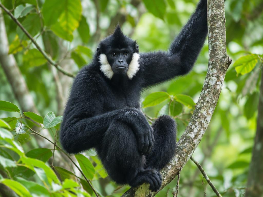Nördlicher Weißwangen-Schopfgibbon