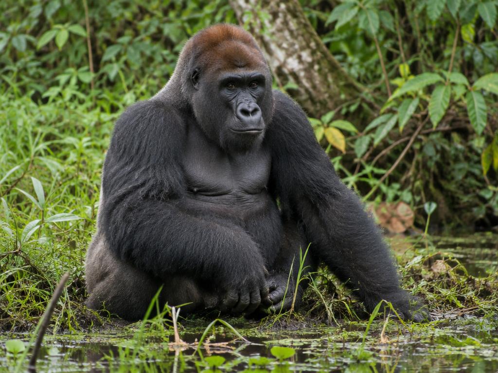 Westlicher Gorilla